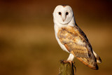 Wild barn owl sitting on an old post looking at the camera