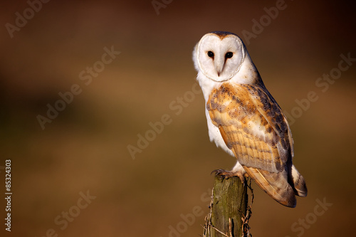 Wild barn owl sitting on an old post