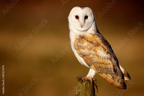 Wild barn owl sitting on an old post looking at the camera