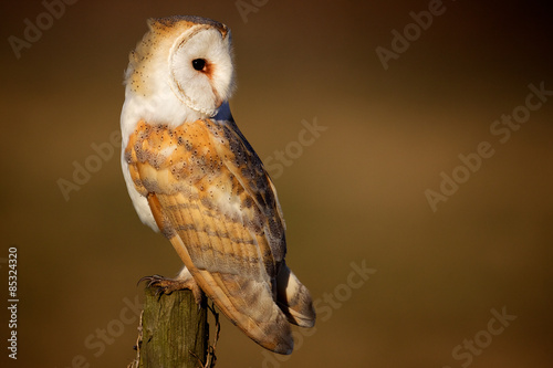 Wild barn owl sitting on an old post looking behind