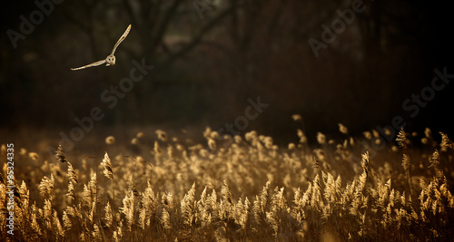Canvastavla Wild barn owl Hunting over a field