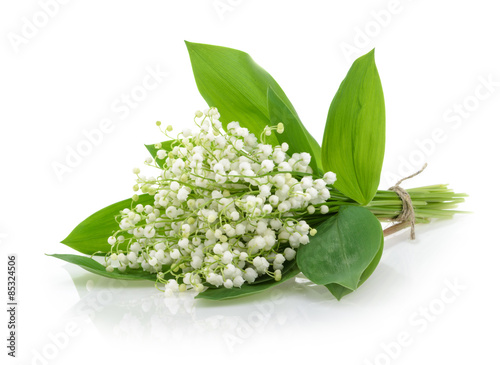 Lilies of the valley on white background