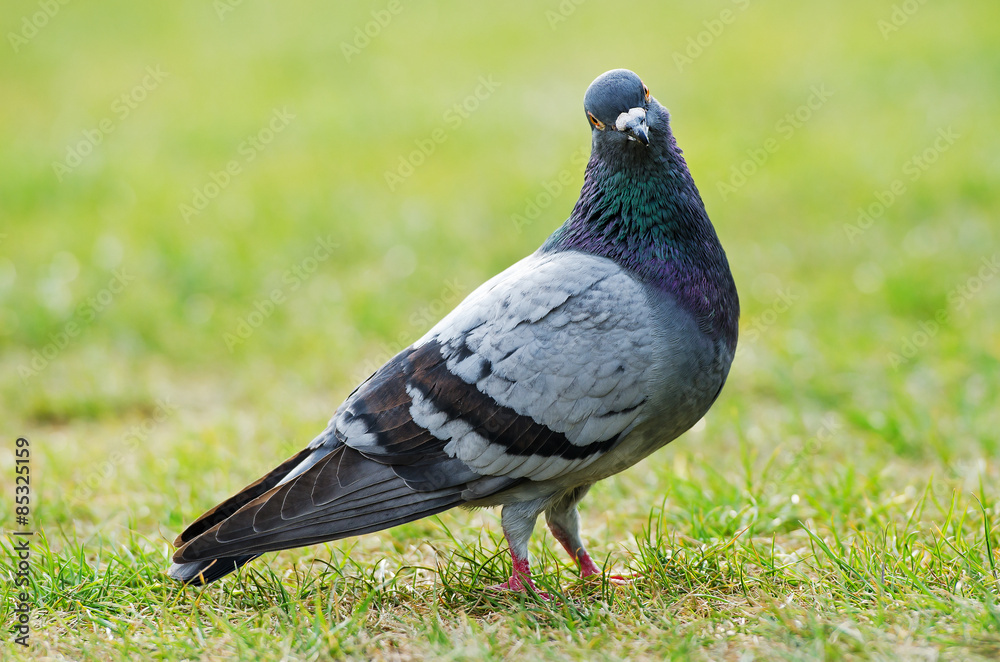 Taube (Columbidae)