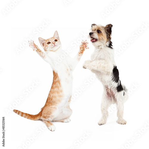 Kitten and Dog Dancing Together © adogslifephoto