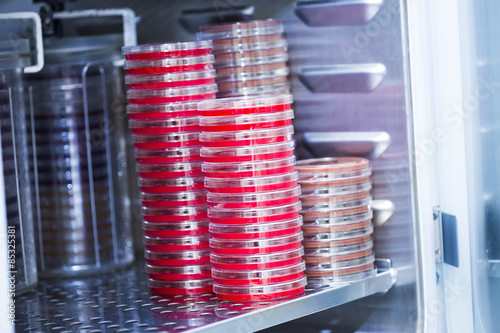 Agar plates in incubator photo