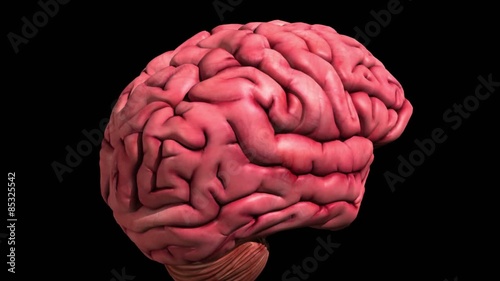 3D medical animation: brain featuring limbic system photo