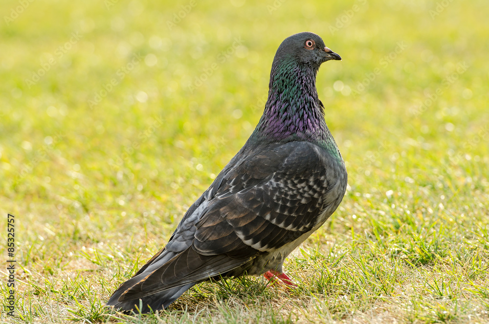 Taube (Columbidae) 