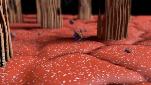 3D medical animation explaining the influenza virus and the function of neuraminidase inhibitors.
Part 2: one virus cell penetrating a epithelial cell photo