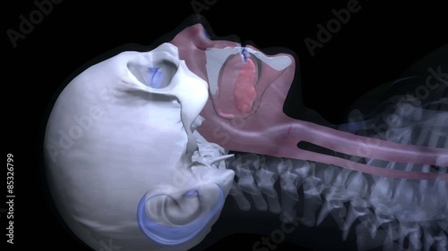 3D medical animation showing the anatomy of the human nose and explaining several reasons for snoring.
Part 2