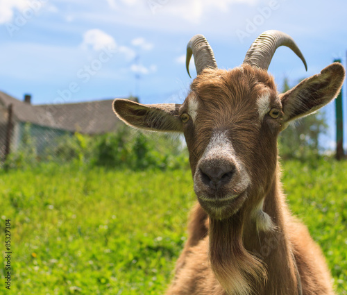 Haired goat on the farm close up