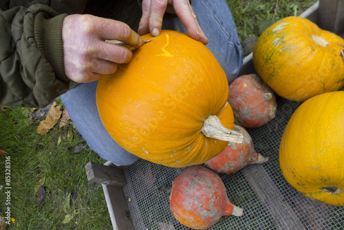 Carving pumpkins for holiday Halloweenin garden photo