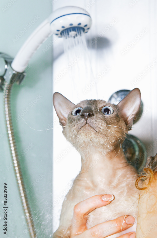 Peterbald Cat in Shower