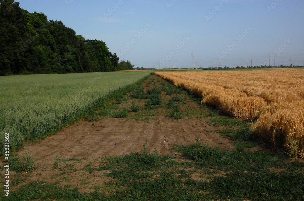 Corrn field Corrn field