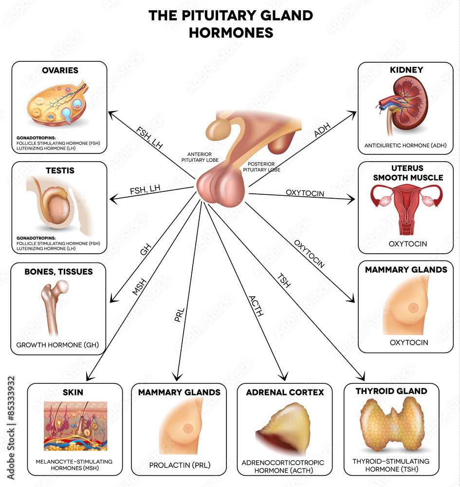 © reineg - Pituitary gland hormones and influenced organs