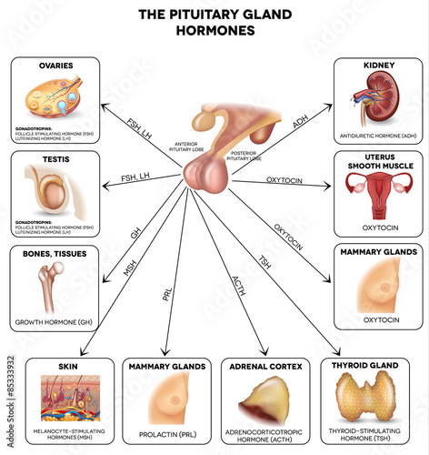 Pituitary gland hormones and influenced organs