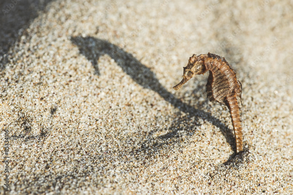 Bulgaria, seahorse on the beach, sun light Bulgaria, seahorse on the beach, sun light