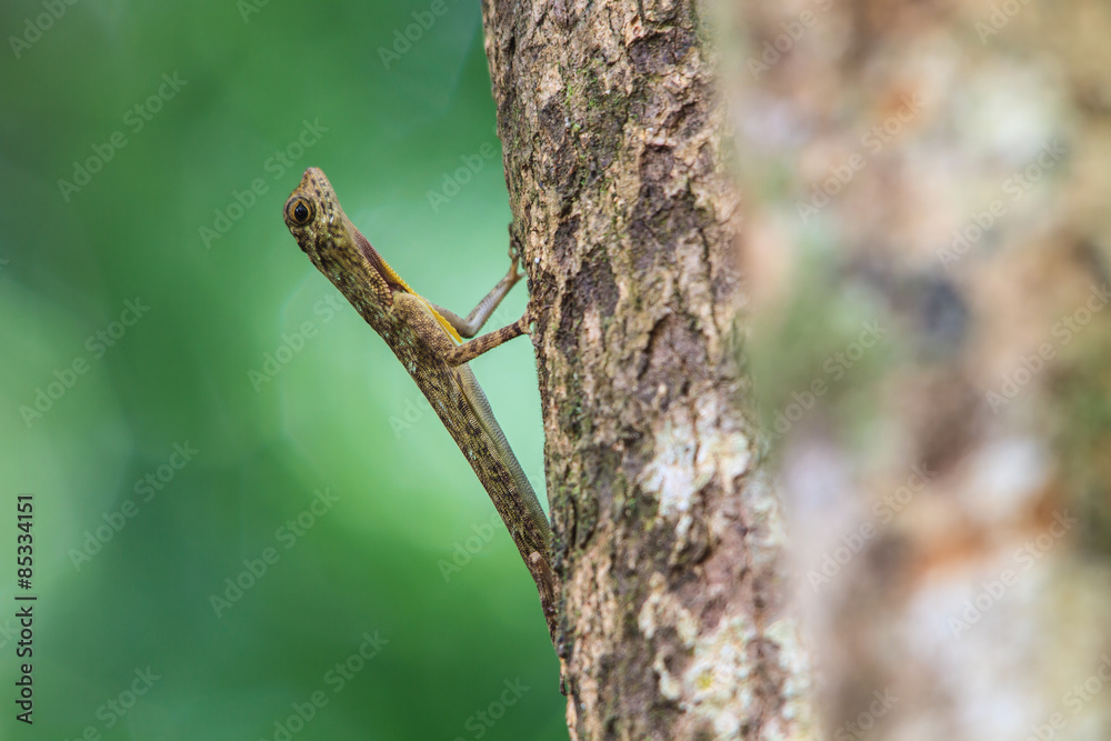 beautiful Common Gliding Lizard or Common Flying Drago beautiful Common Gliding Lizard or Common Flying Drago
