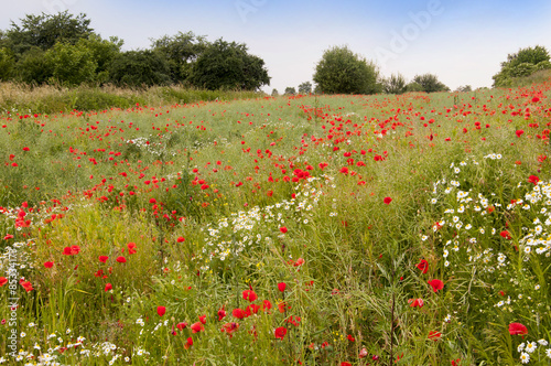 poppies and cornflowers isolated on white