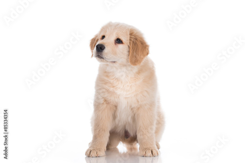 Fototapeta Naklejka Na Ścianę i Meble -  Golden retriever puppy sitting and looking up