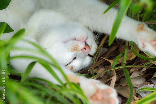 Fototapeta Naklejka Na Ścianę i Meble -  完全にリラックスするのらねこ