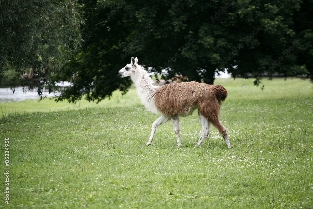 Fototapeta premium llamas graze on the river side rural scene