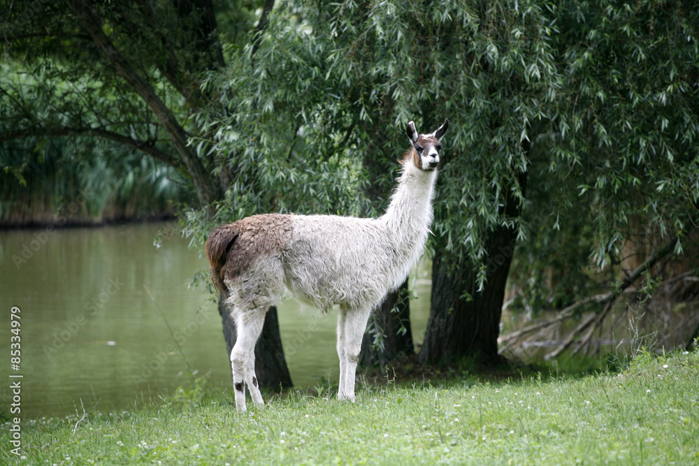 Obraz premium llamas graze on the river side rural scene