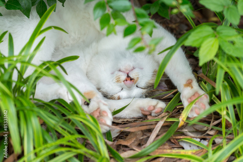 Fototapeta Naklejka Na Ścianę i Meble -  伸びてリラックスするのらねこ