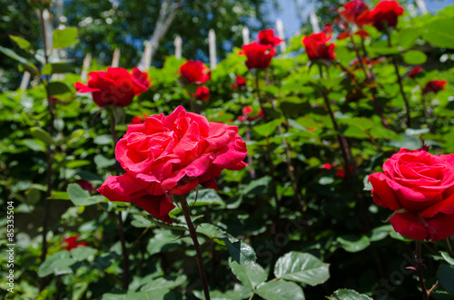 roses on a bush