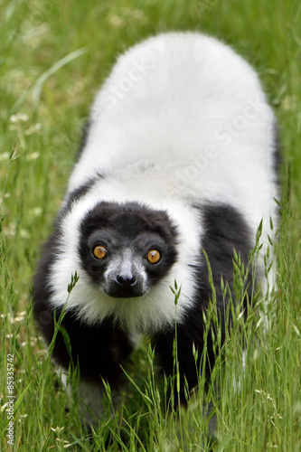 Black and white ruffed Lemur (Varecia variegata) © dennisjacobsen