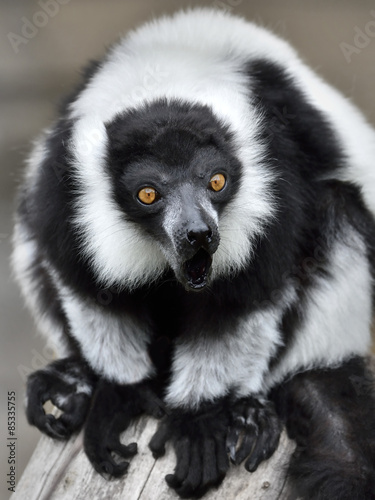 Black and white ruffed Lemur (Varecia variegata)