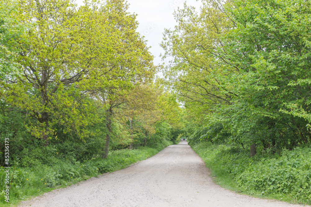 Weg durch Allee mit grünen Bäumen Weg durch Allee mit grünen Bäumen