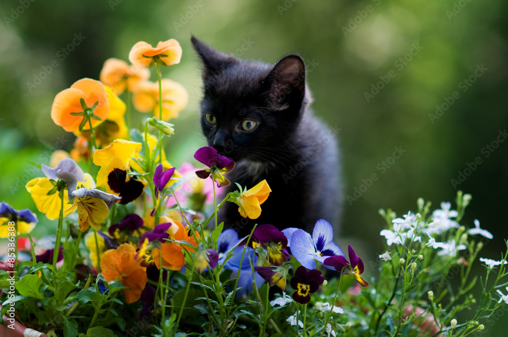 Fototapeta premium kitten smelling flowers