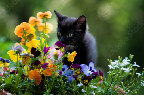 kitten smelling flowers