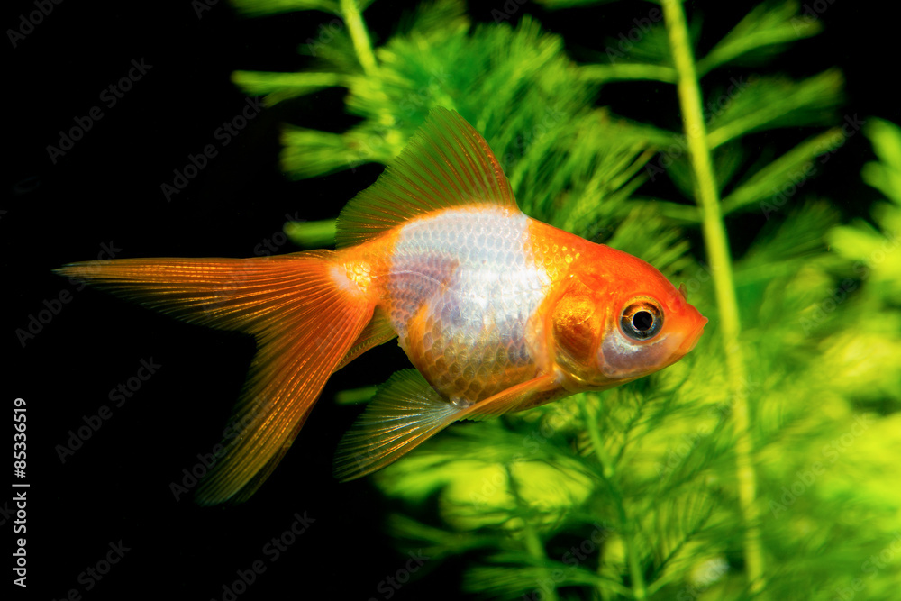 White orange goldfish White orange goldfish