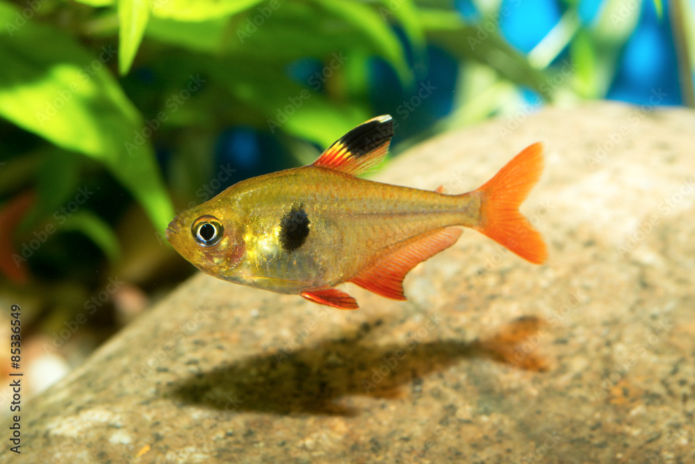 Tetra fish Tetra fish