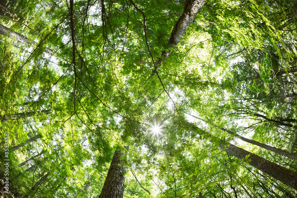 Obraz premium 森を見上げて #2