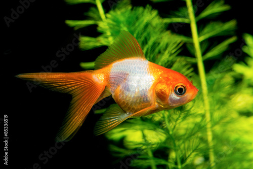 White orange goldfish