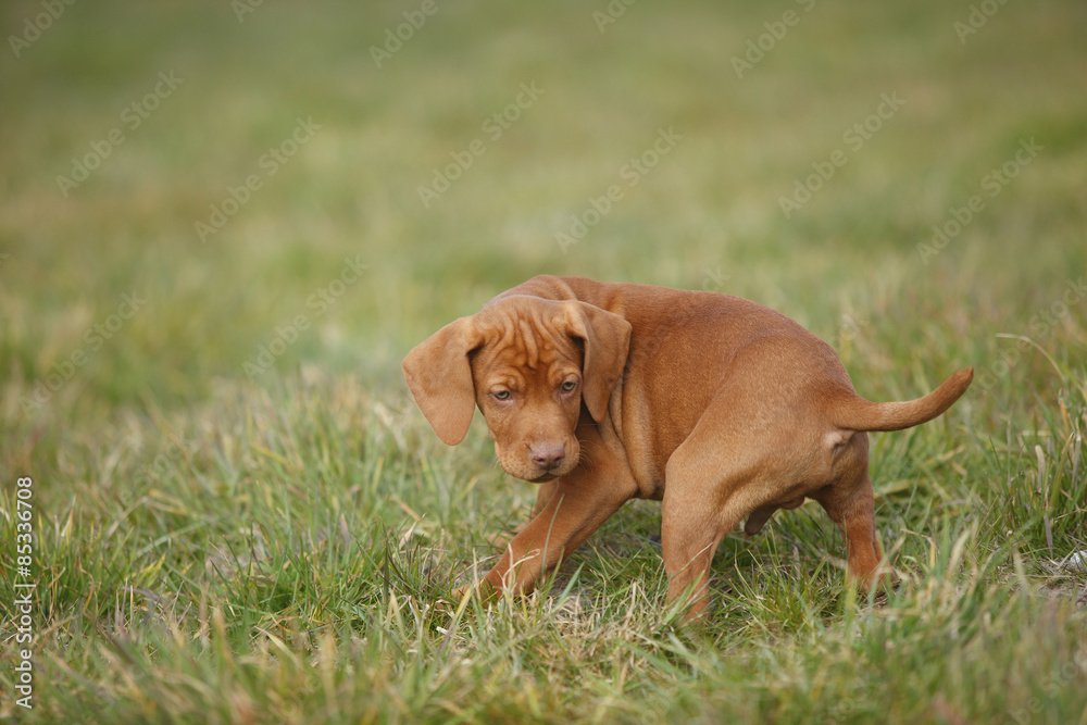 Magyar Vizsla, Hungarian Short-Haired Pointing Dog, puppy, on meadow Magyar Vizsla, Hungarian Short-Haired Pointing Dog, puppy, on meadow