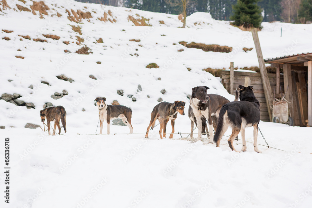 Naklejka premium Dog kennel