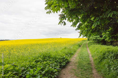 Rapsfeld mit Waldweg und Baum photo