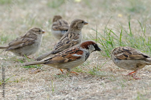 Haussperlinge (Passer domesticus) 