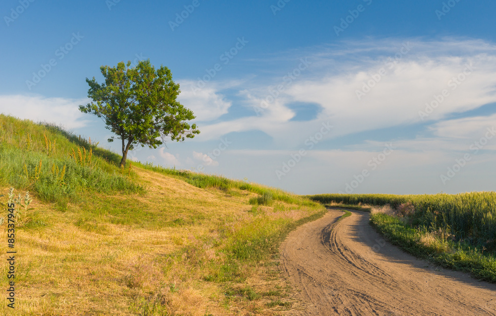 Ukrainian rural landscape with lonely apricot tree on a hill and country road
