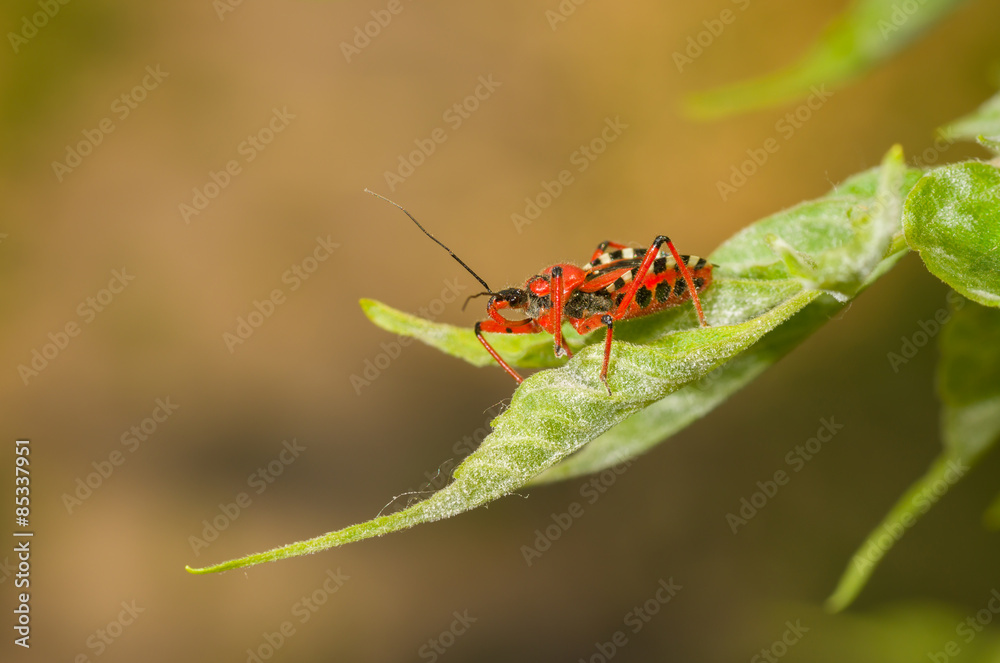 Specimen of Assassin bug (Reduviidae) sitting on a fresh leaf Specimen of Assassin bug (Reduviidae) sitting on a fresh leaf