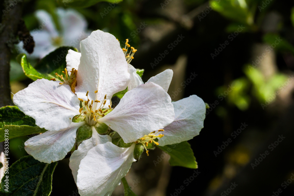 Obraz premium Blüte im Sommer
