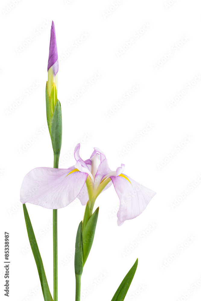 Mauve and white siberian iris flower and bud Stock Photo | Adobe Stock