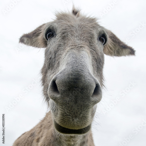close up face of a donkey