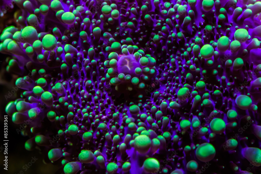 Naklejka premium Pamiętała Koralle