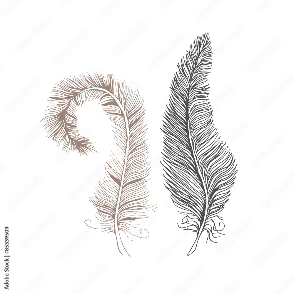 Vector feathers line drawing