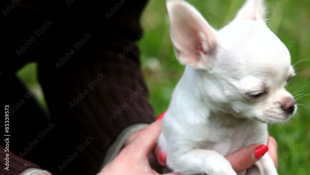 Chihuahua puppy Chihuahua puppy