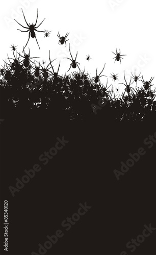 Spiders background